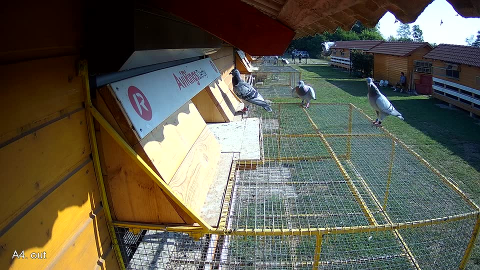 Pigeon Arrival Image For Race Race 1