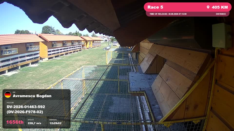 Pigeon Arrival Image For Race Race 5