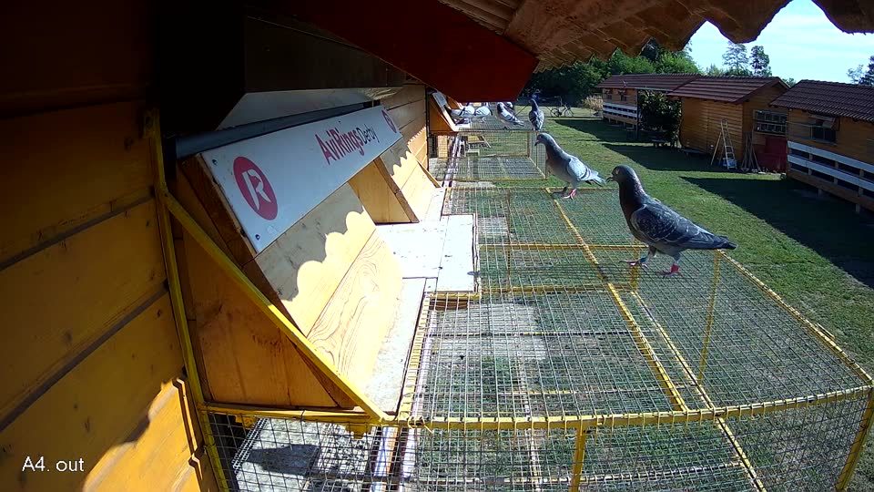 Pigeon Arrival Image For Race Race 2