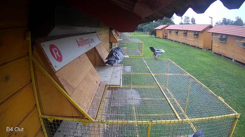 Pigeon Arrival Image For Race Final race 3