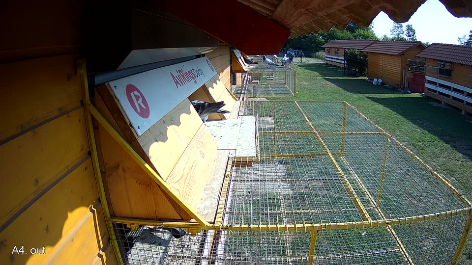 Pigeon Arrival Image For Race Race 1