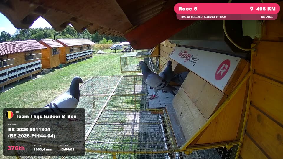 Pigeon Arrival Image For Race Race 5