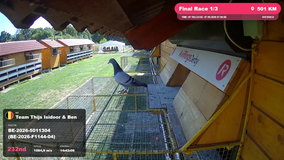 Pigeon Arrival Image For Race Final Race 1/3