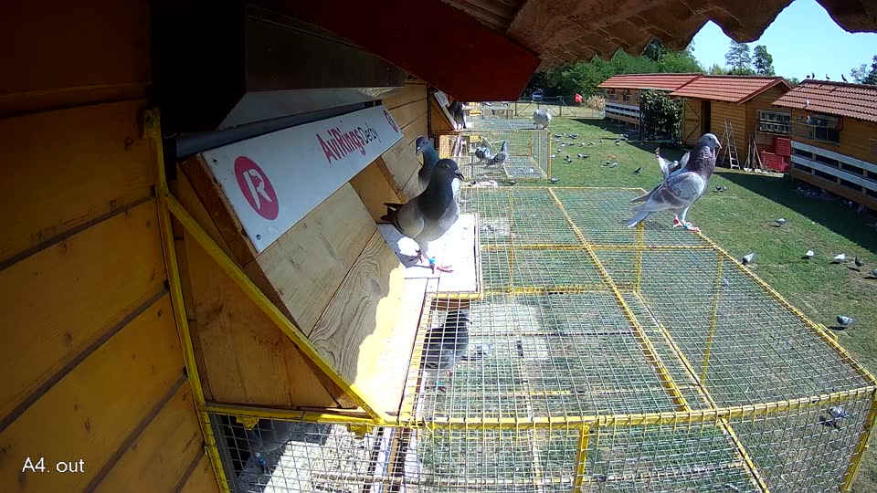 Pigeon Arrival Image For Race Race 2