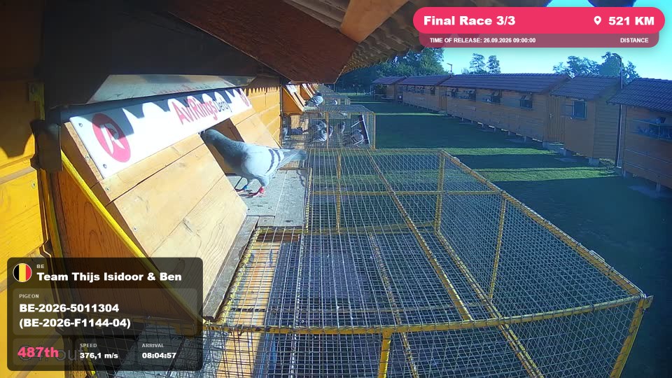 Pigeon Arrival Image For Race Final Race 3/3