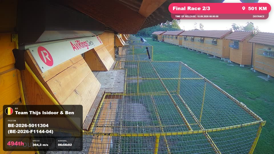 Pigeon Arrival Image For Race Final Race 2/3