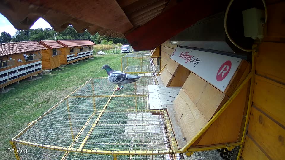 Pigeon Arrival Image For Race Race 4