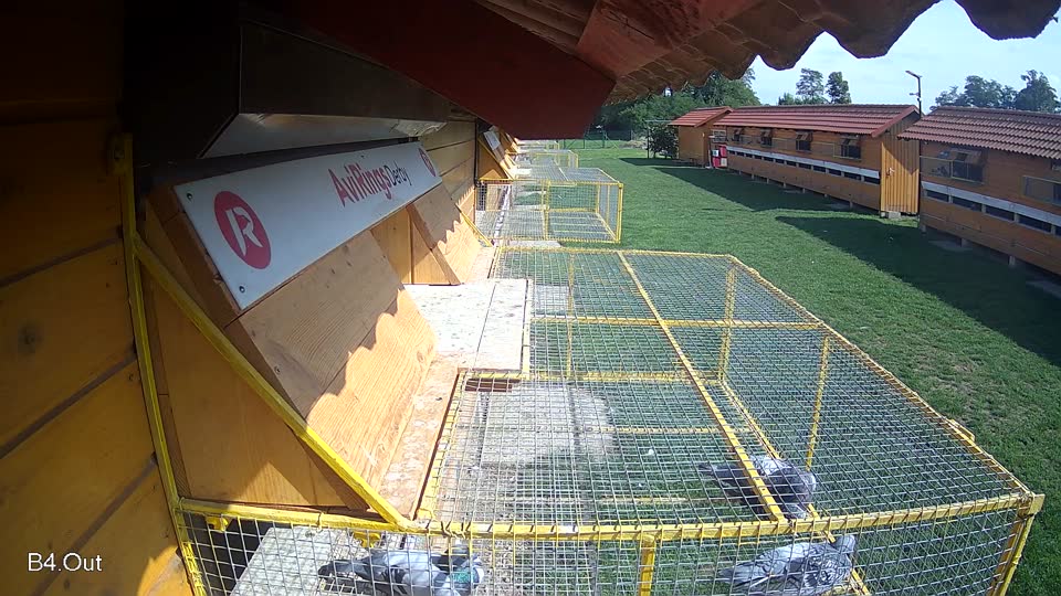 Pigeon Arrival Image For Race Final race 1