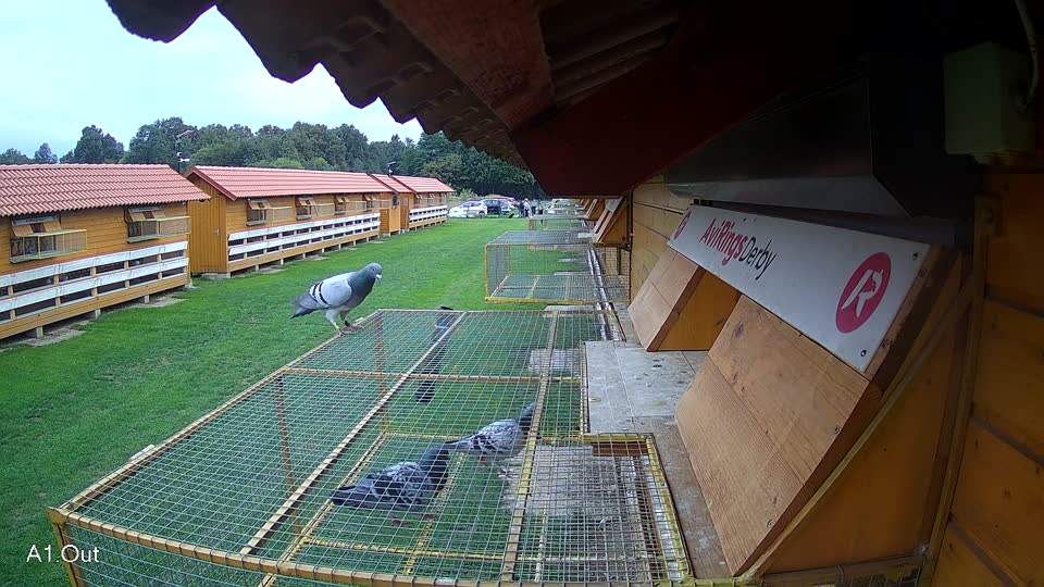 Pigeon Arrival Image For Race Final race 2