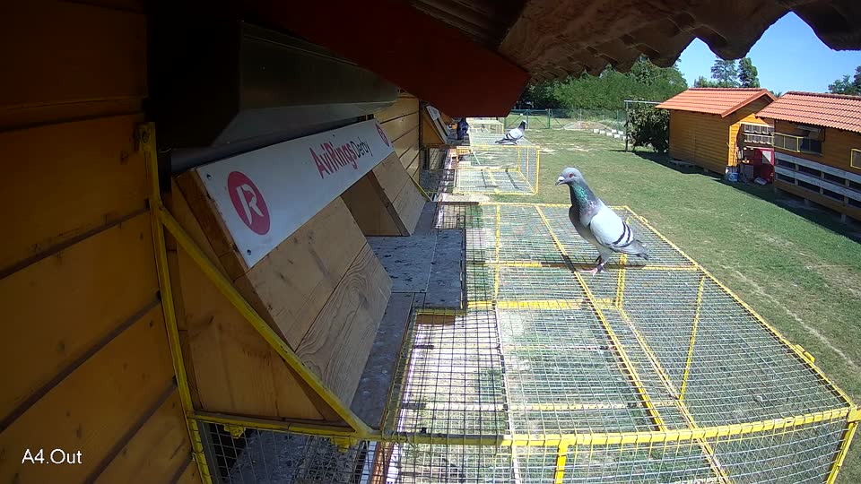 Pigeon Arrival Image For Race Race 5