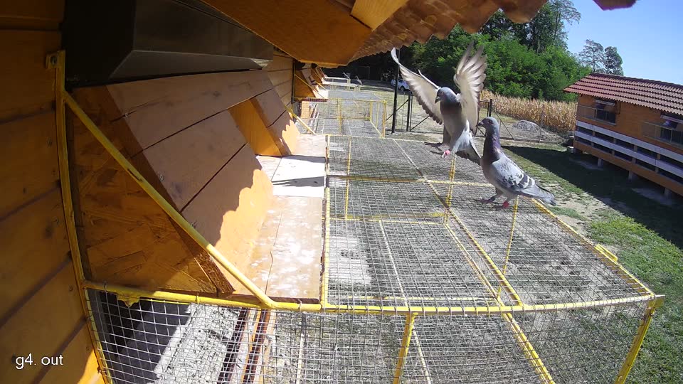 Pigeon Arrival Image For Race Race 3
