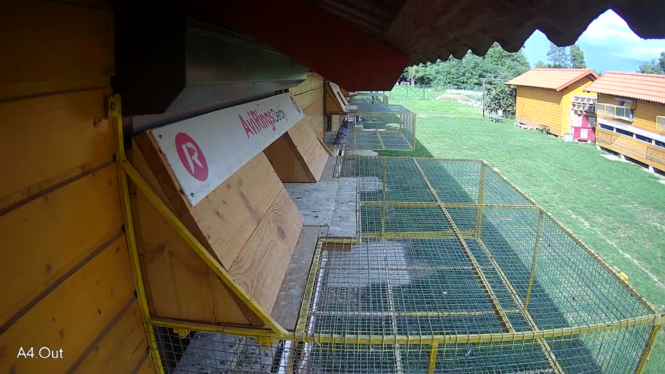 Pigeon Arrival Image For Race Final race 1