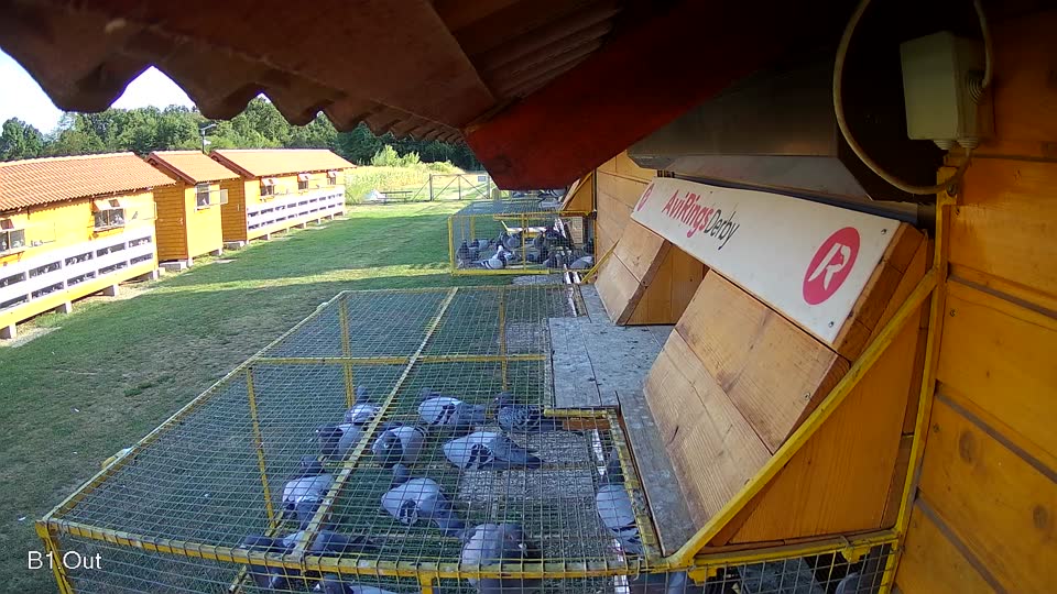 Pigeon Arrival Image For Race Race 1