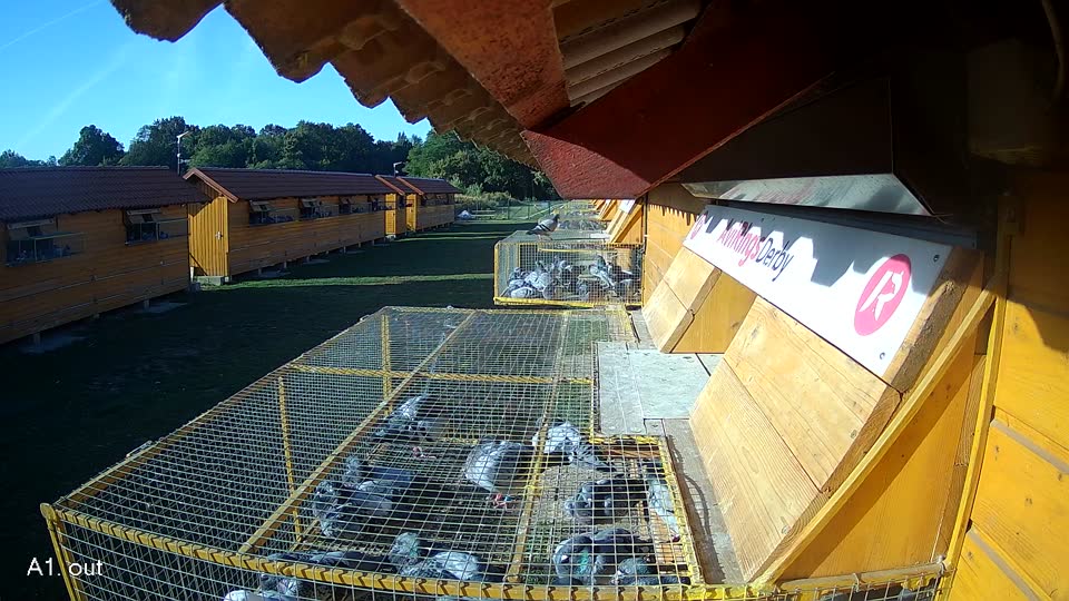 Pigeon Arrival Image For Race Race 5