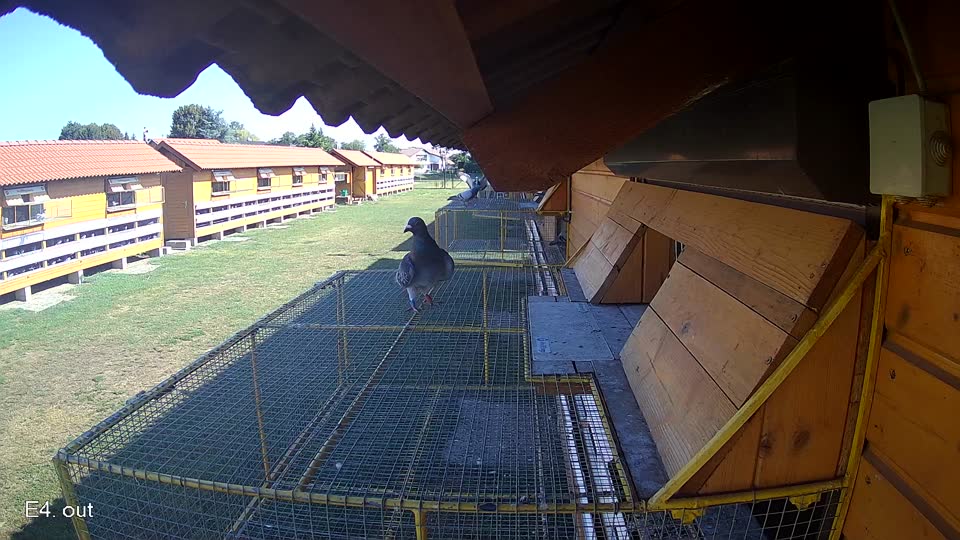 Pigeon Arrival Image For Race Race 2
