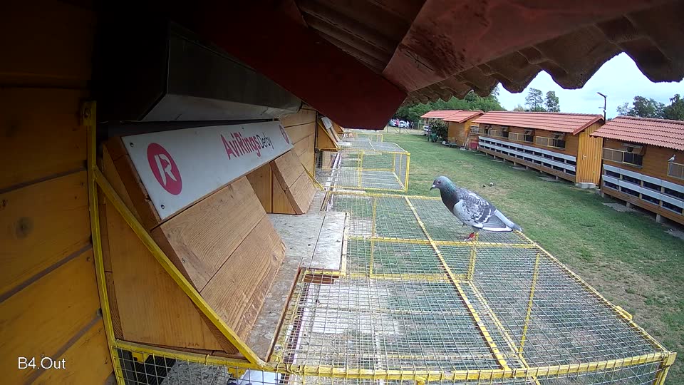 Pigeon Arrival Image For Race Race 4