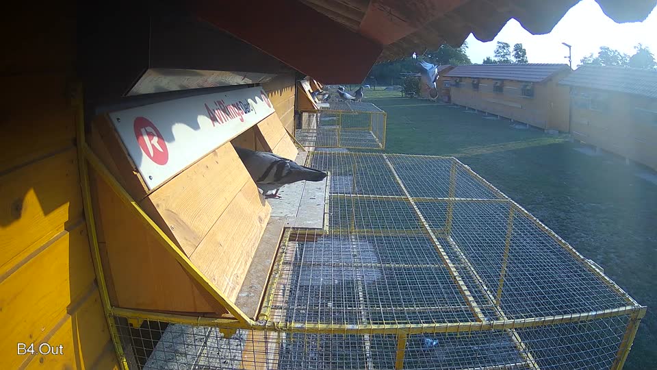 Pigeon Arrival Image For Race Race 4