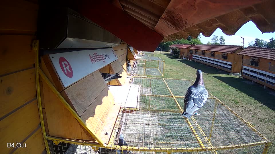 Pigeon Arrival Image For Race Race 2