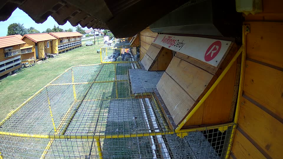Pigeon Arrival Image For Race Race 1