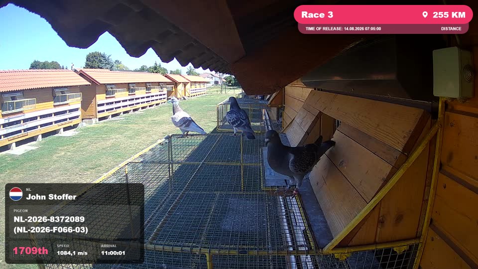 Pigeon Arrival Image For Race Race 3