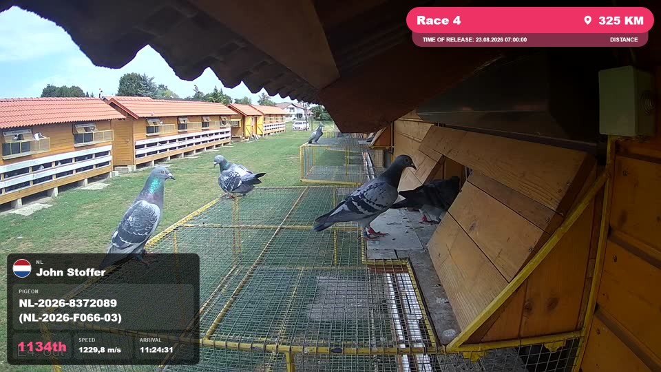 Pigeon Arrival Image For Race Race 4