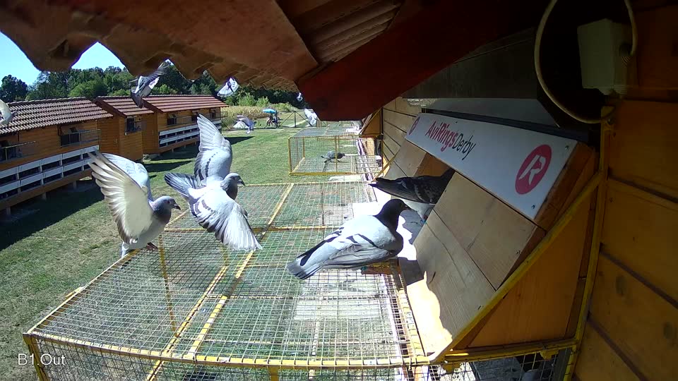 Pigeon Arrival Image For Race Race 3