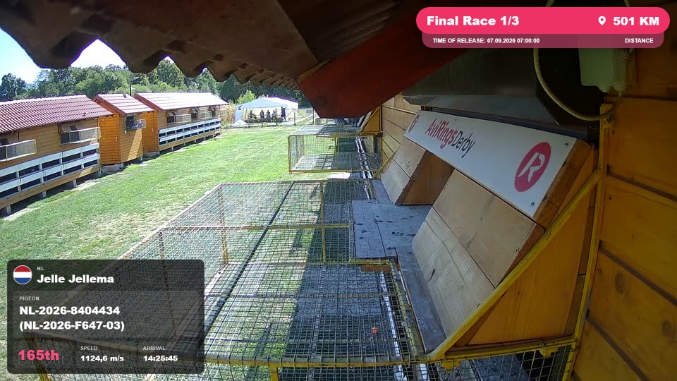Pigeon Arrival Image For Race Final Race 1/3