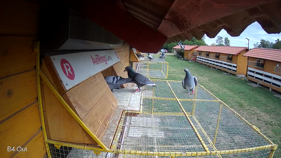 Pigeon Arrival Image For Race Race 4