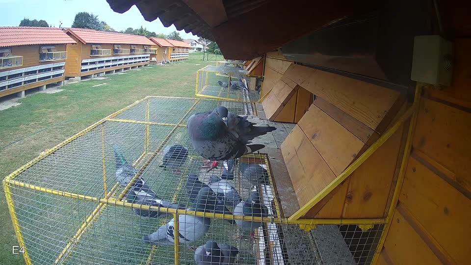 Pigeon Arrival Image For Race Race 3