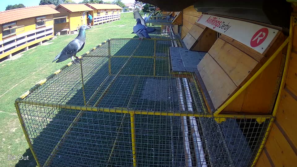 Pigeon Arrival Image For Race Race 2