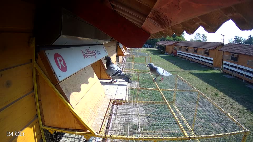 Pigeon Arrival Image For Race Race 1