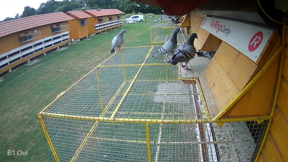 Pigeon Arrival Image For Race Race 3