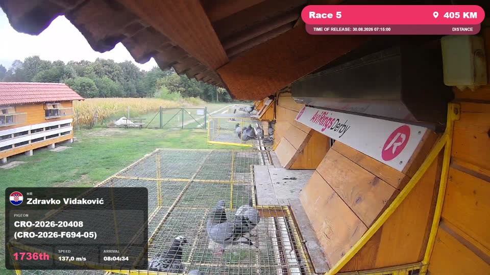 Pigeon Arrival Image For Race Race 5