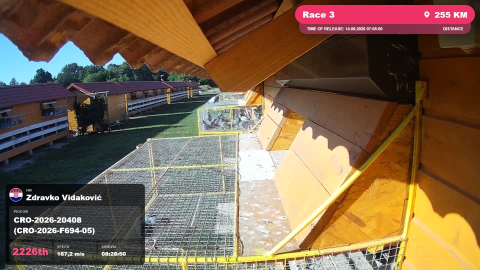 Pigeon Arrival Image For Race Race 3