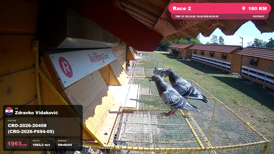 Pigeon Arrival Image For Race Race 2
