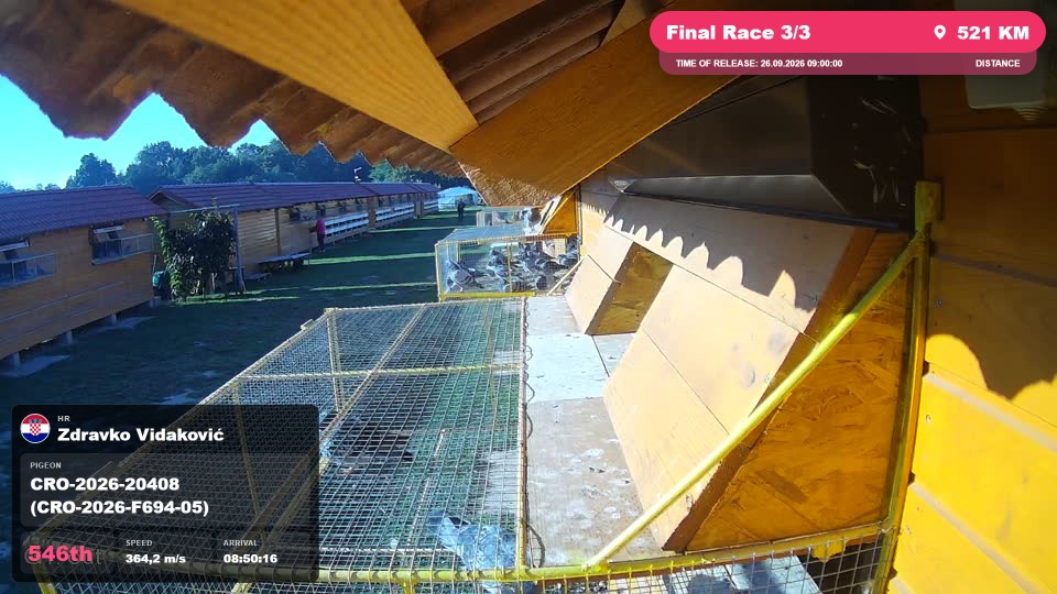 Pigeon Arrival Image For Race Final Race 3/3