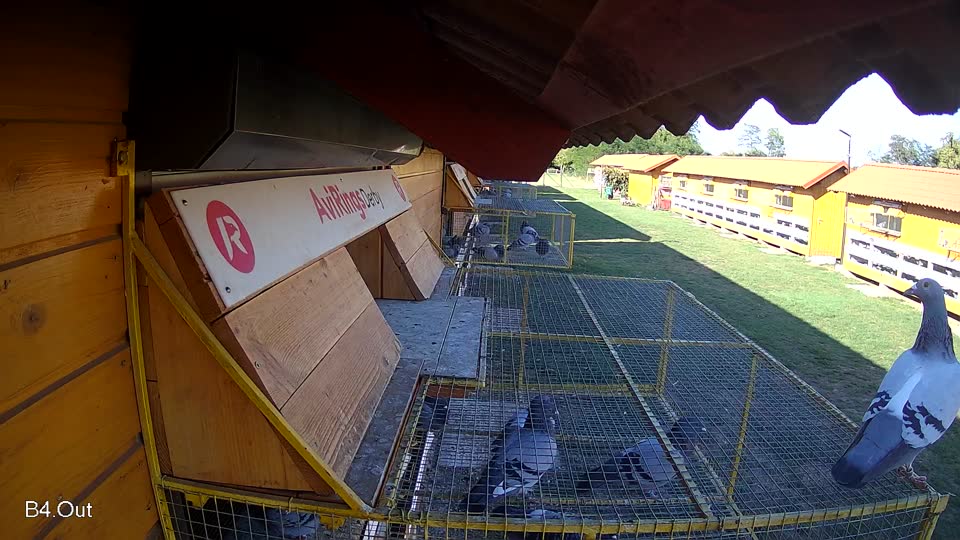 Pigeon Arrival Image For Race Race 4