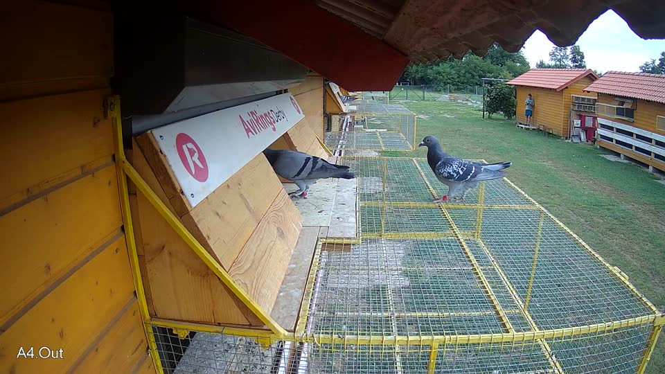 Pigeon Arrival Image For Race Race 3