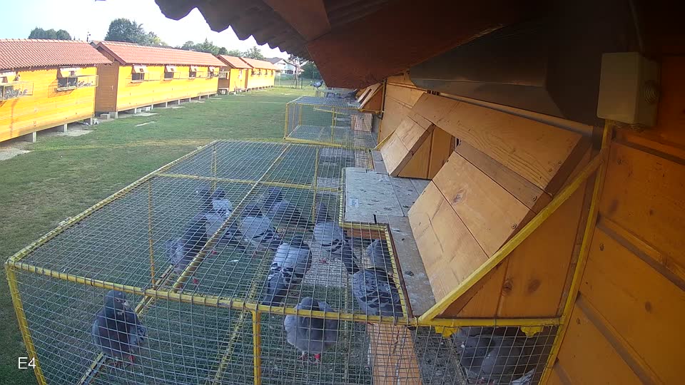 Pigeon Arrival Image For Race Race 4