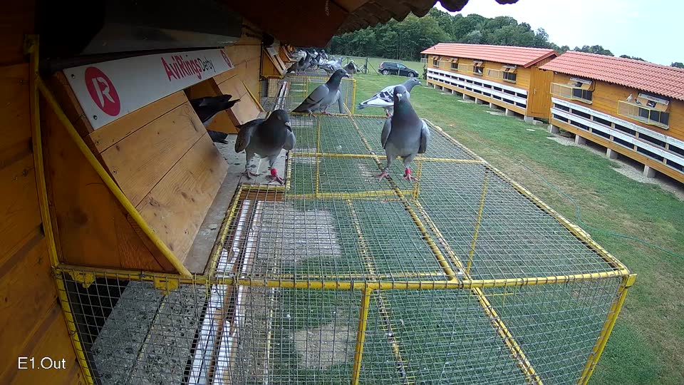 Pigeon Arrival Image For Race Race 3