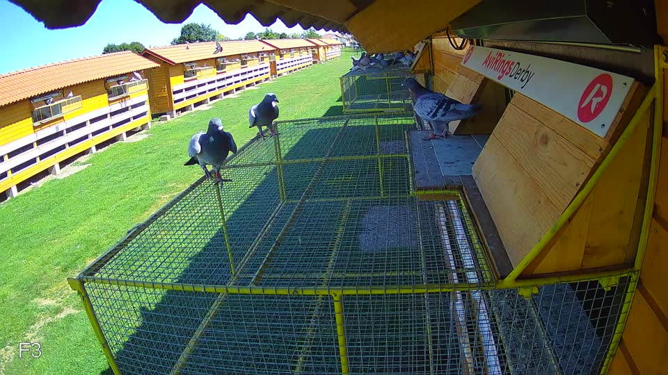 Pigeon Arrival Image For Race Race 2