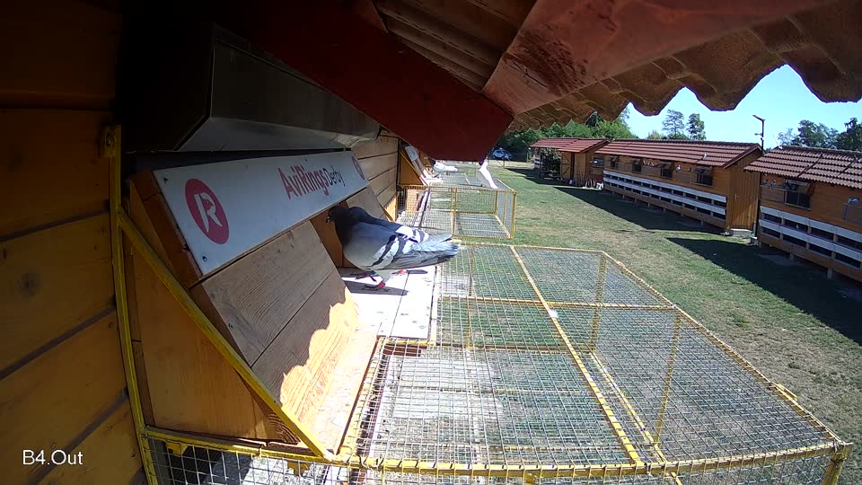 Pigeon Arrival Image For Race Race 3