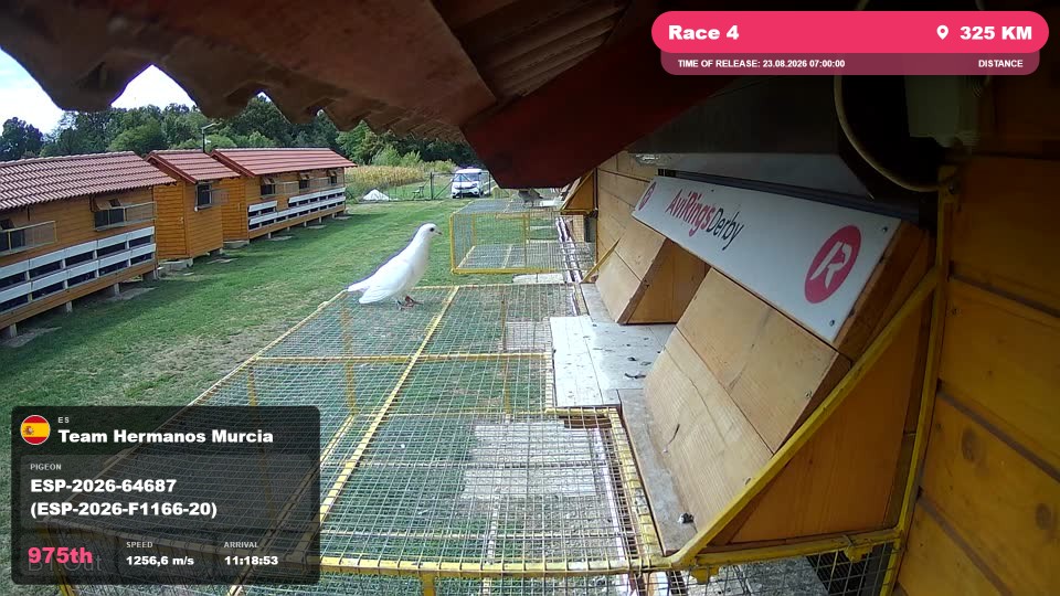 Pigeon Arrival Image For Race Race 4