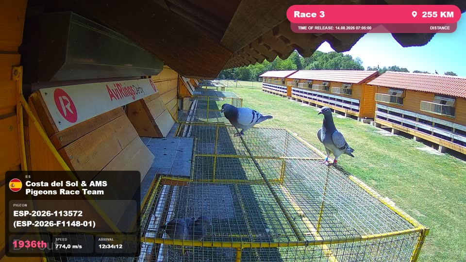 Pigeon Arrival Image For Race Race 3