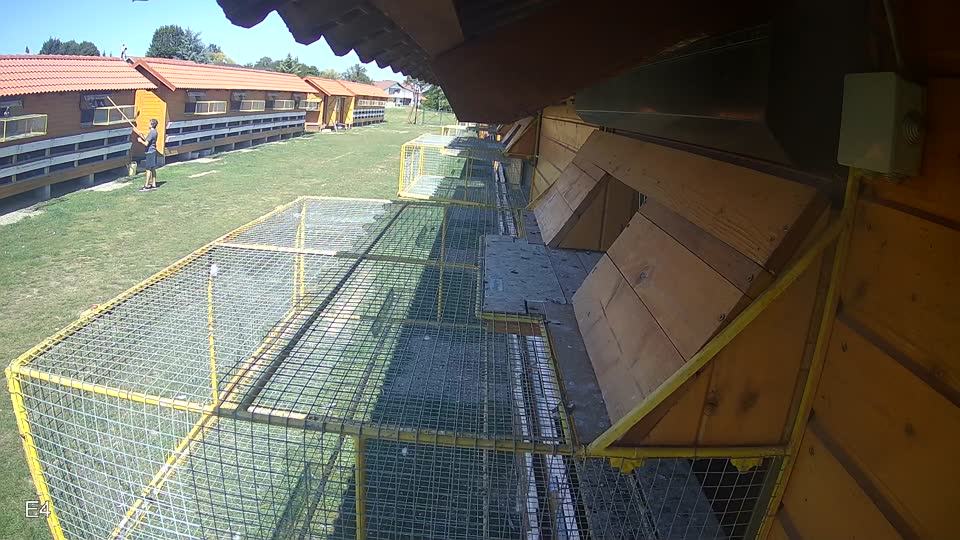 Pigeon Arrival Image For Race Race 5
