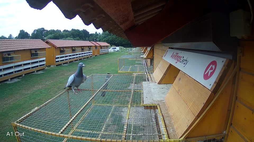 Pigeon Arrival Image For Race Race 3