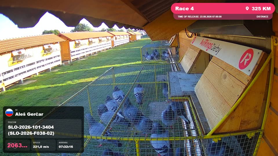 Pigeon Arrival Image For Race Race 4