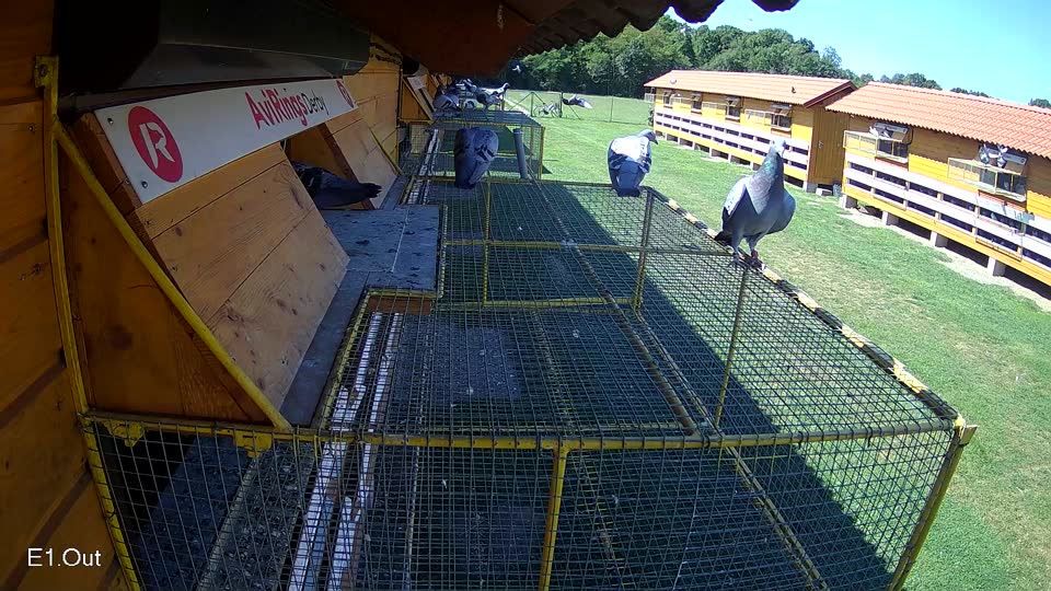Pigeon Arrival Image For Race Race 2