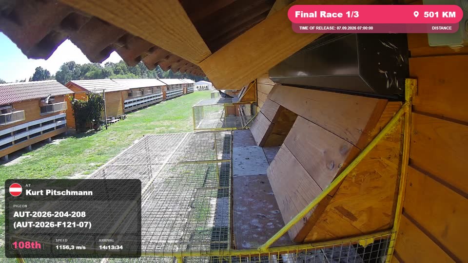 Pigeon Arrival Image For Race Final Race 1/3