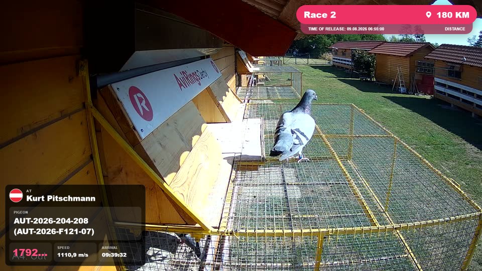 Pigeon Arrival Image For Race Race 2